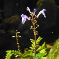 <i>Scutellaria violacea</i>  var.  rotunda  L.H.Cramer